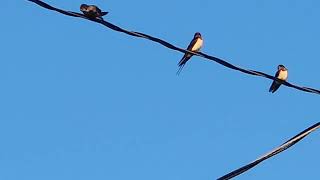 Barn Swallows after their first brood of the season.