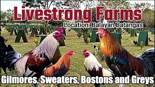 Lets Visit The Farm Of Livestrong Gamefarm