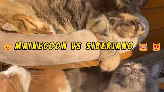 😺Mainecoon Vs Siberiano😹#mainecooncat #mainecooncatlovers #mainecoonlife #beautifulcat  #siberiancat