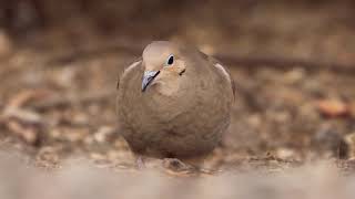 Mourning Dove On A Windy Day