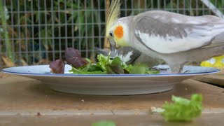 Birbs vs Veggies