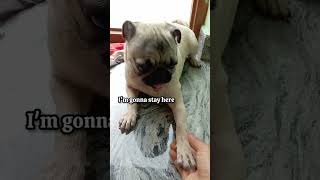 If you need a little love💜#zuzu #pug#doglove#funnyvideos #pugobsession#funnypugpuppy #cutedogvideos