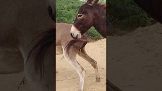 #donkey #animals #youtubeshorts #shorts #pets