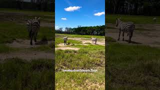 Education time #zebra #safari #kenya