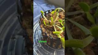 Venus fly trap