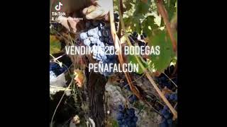 Vendimia 2021 Bodegas Peñafalcón