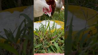 Chickens devour Sour Cream