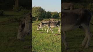 Adorable Donkeys Roaming The New Forest