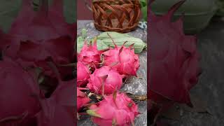 Today terrace garden hravest | Vijayalifestyleshorts