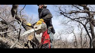 Baby Chain saw putting in some work - Vlog