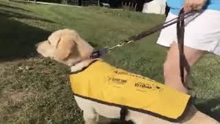 Service Dog Meets Farm Animals