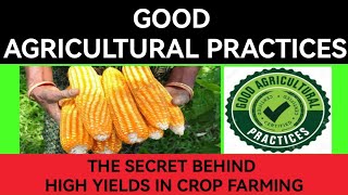 Basic Principles That Guarantee High Yields In Crop Farming