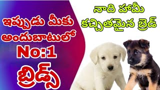 NOW BUY YOUR PURE DOGS FROM ME | Taju Logics