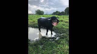 Buffalo must funny video #ytviral #funny #funnybuffalo #funnyclip #animals #buffalocomedy #buffallo