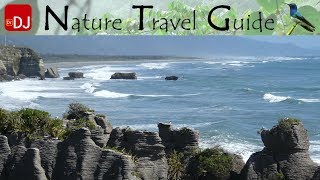 White-fronted Tern Colony, Punakaiki | Moments #43 | Nature Travel Guide