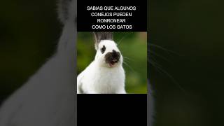 Sabias que los Conejos hacen un sonido similar al Ronroneo de los Gatos