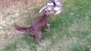 Springer and Cooper play