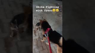 Shiba in Angry Mood🐈🐱🐕🐕