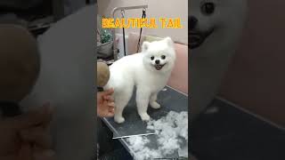 Dog grooming course series #29 - trimming a bushy tail