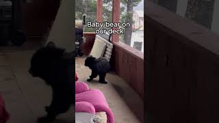 Baby bear #blackbear #bears #bear #animals #animalshorts #animallover #wildlife #alaska #shorts