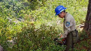 Connecting Youth to Nature: How a Forest Health Project is Helping Foster Larger Ambitions