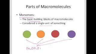 Intro to Macromolecules - Terminology