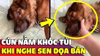 Chú chó bỏ ăn nằm 'KHÓC NỨC NỞ' khi hay tin chủ định bán mình cho người khác 😅 | Gâu Đần