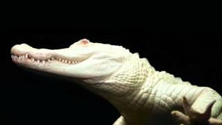 albinos alligator - cubalibera (kid massive audiodamage remix)