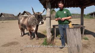 Lauresham digital - Herstellung eines Klaueneisens (How to manufacture an ox shoe)