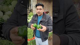 Shimla Mirch Ke Value Barh Gai | #shimla #mirchi #shimlamirch #viral #trending #shorts