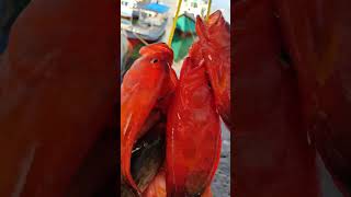 Ikan Kerapu Sunu Merah Hasil Mancing Nelayan #shortsvideo #shortvideo