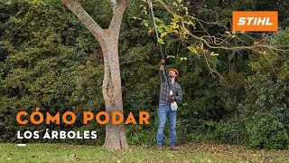 Cómo podar los árboles | STIHL