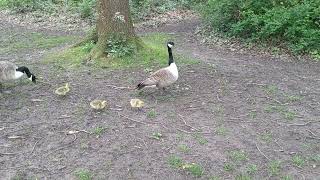 Goslings Born at South Hill Park Bracknell. #mindsetmatters #cute #cuteanimals