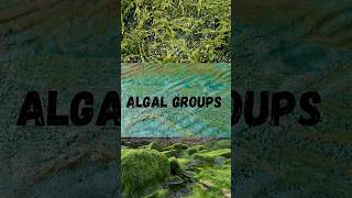 Algal groups