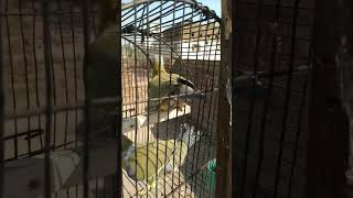 Green pigeons// grey neck Birds //Harial pakistan