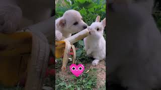 Cute pets #shortvideo