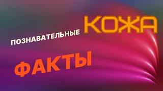 Факты о коже