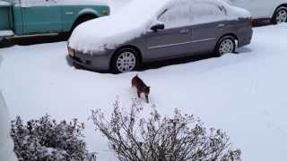 Tiger im Schnee 29.1.2014