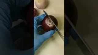 Onion Cutting ASMR #amazingcutting #trendingshorts #youtubeshorts #onion #shorts