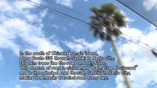 Sashiki's Palm Tree Boulevard　ks041.mov