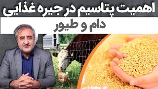 اهمیت پتاسیم در جیره غذایی دام و طیور