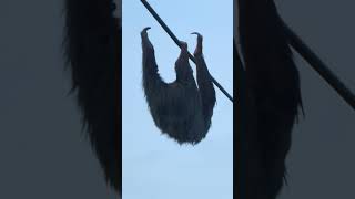 Two-toed Sloth Moving along Overhead Cable near La Fortuna, near Cariari, Costa Rica