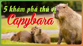 5 Khám Phá Thú Vị Về Thú Bông Capybara