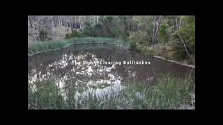 The Dam - Clearing Bullrushes