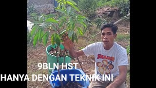 TIPS MERAWAT   POHON MANGGA DI POLYBAG AGAR BERTUMBUH DENGAN BAIK