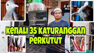 35 katurangan perkutut yang populer