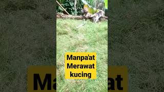 manpaat merawat kucing .30 Januari 2023