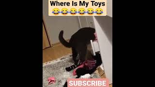 Where Is My Toys #cat #catslover #catvideos #catsplaying