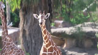 Giraffe Naming Announcement