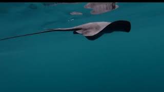 Orca knocks out stingray. | LadDog